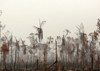 Der Amazonas, die grüne Lunge der Erde, wird durch Waldbrände zerstört.