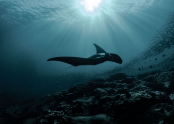 Mantarochen: Panerai setzt sich gemeinsam mit Razer und Conservation International für den Erhalt der Tiere ein. © Conservation International/MV Erdmann