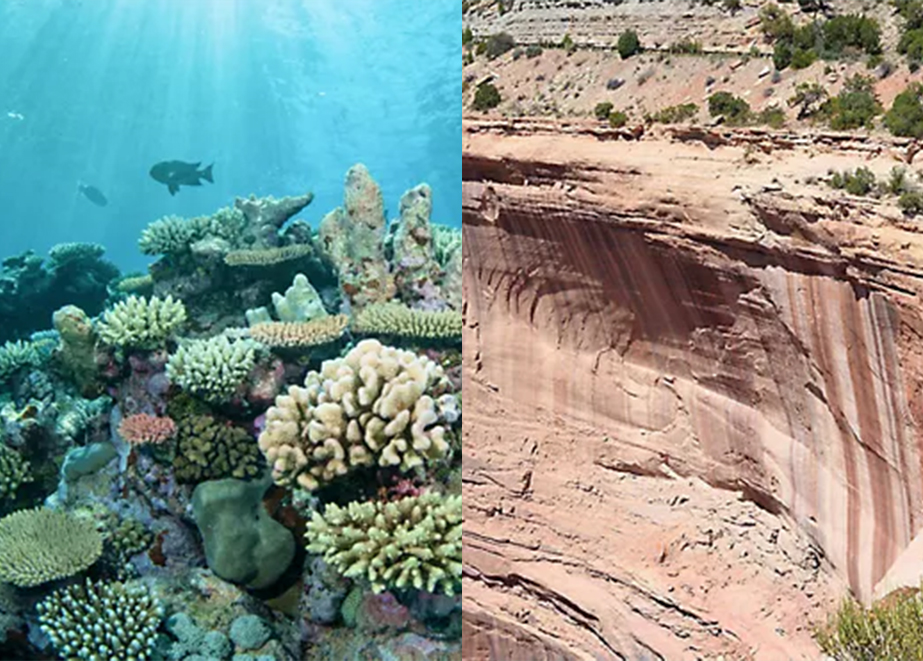 Tiffany_Co_Responsible_Mining_Coral_Conservation